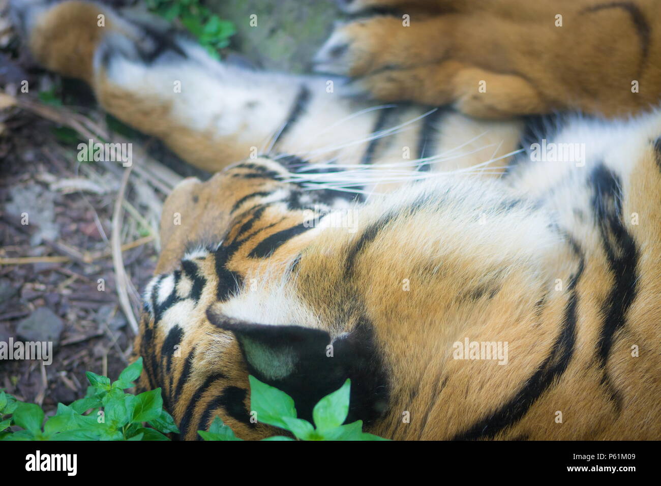 El tigre de Sumatra (Panthera tigris sondaica) es un tigre de la población que vive en la isla indonesia de Sumatra y está en peligro crítico de extinción. Foto de stock