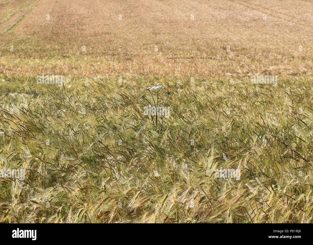 Los cultivos de trigo en un campo , Trottiscliffe , Kent Foto de stock