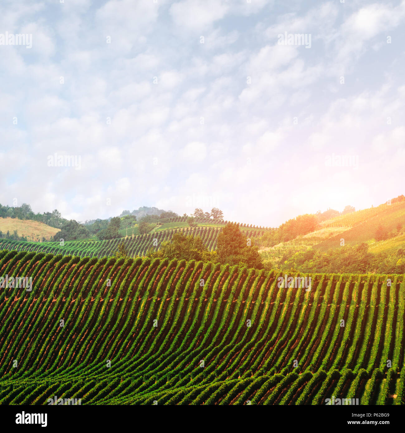 Increíble paisaje rural con viña verde Foto de stock