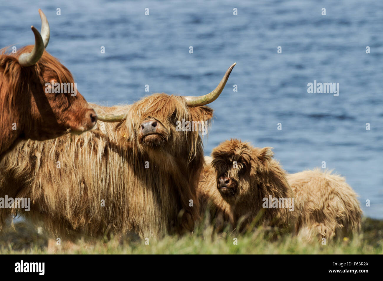 Highland ganado enfriado por un lago en un caluroso día de verano - Oban, Escocia Foto de stock