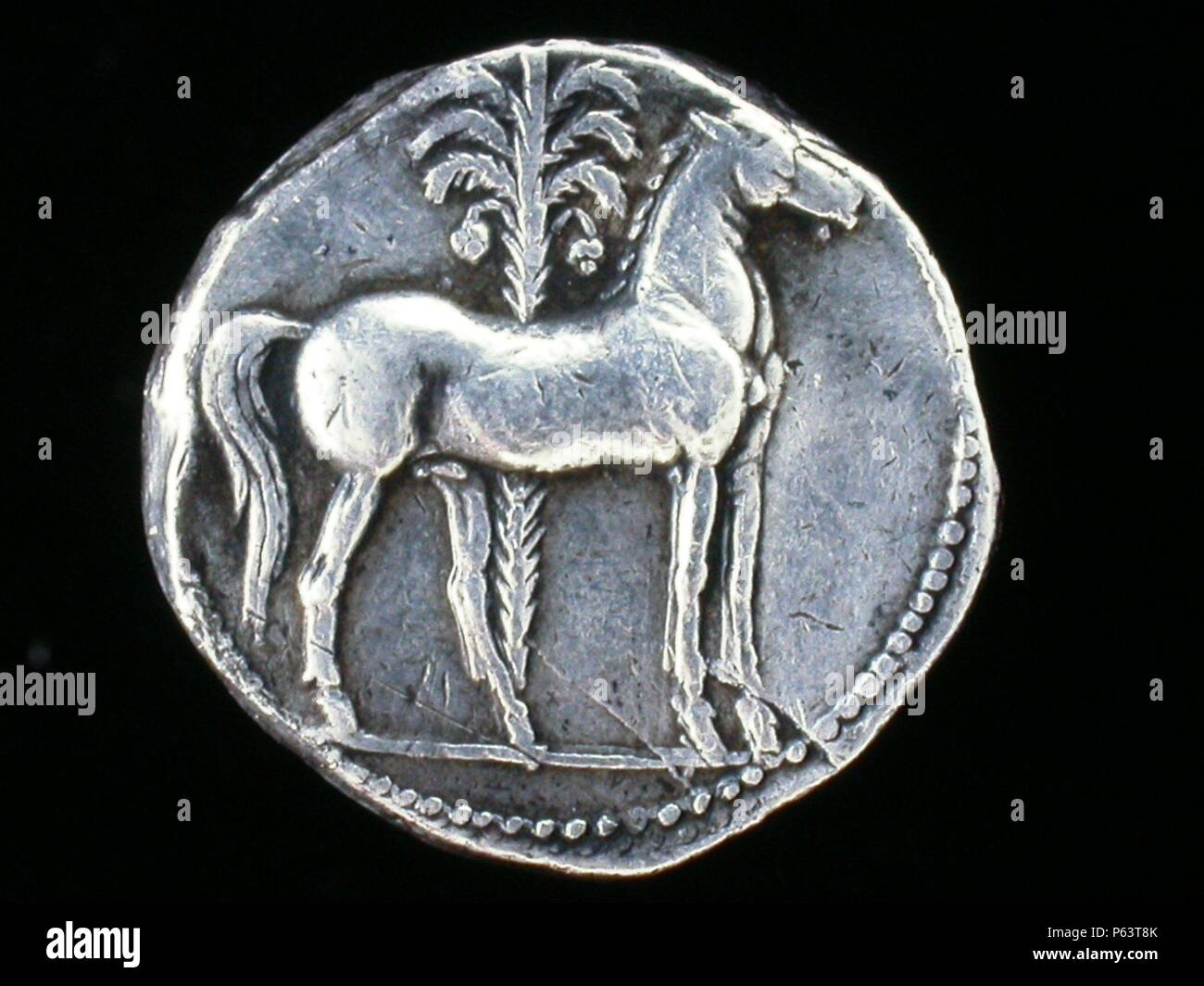 NUMISMATICA. MONEDA hispanocartaginesa. Siclo DE PLATA. REVERSO. CABALLO PARADO A LA DERECHA