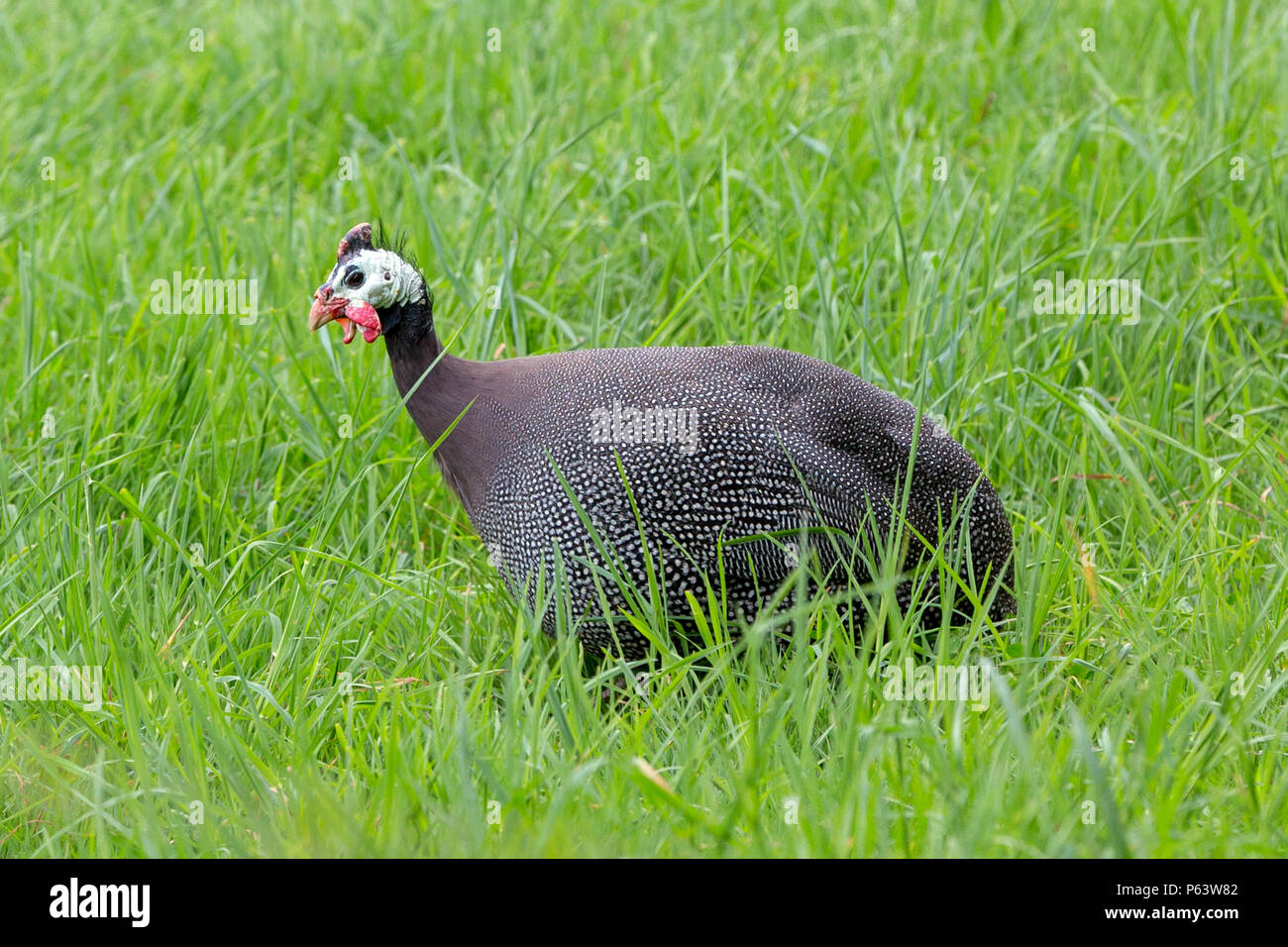 Animales de granja: un intervalo libre Guineafowl domesticados en una pradera de hierba verde. Foto de stock