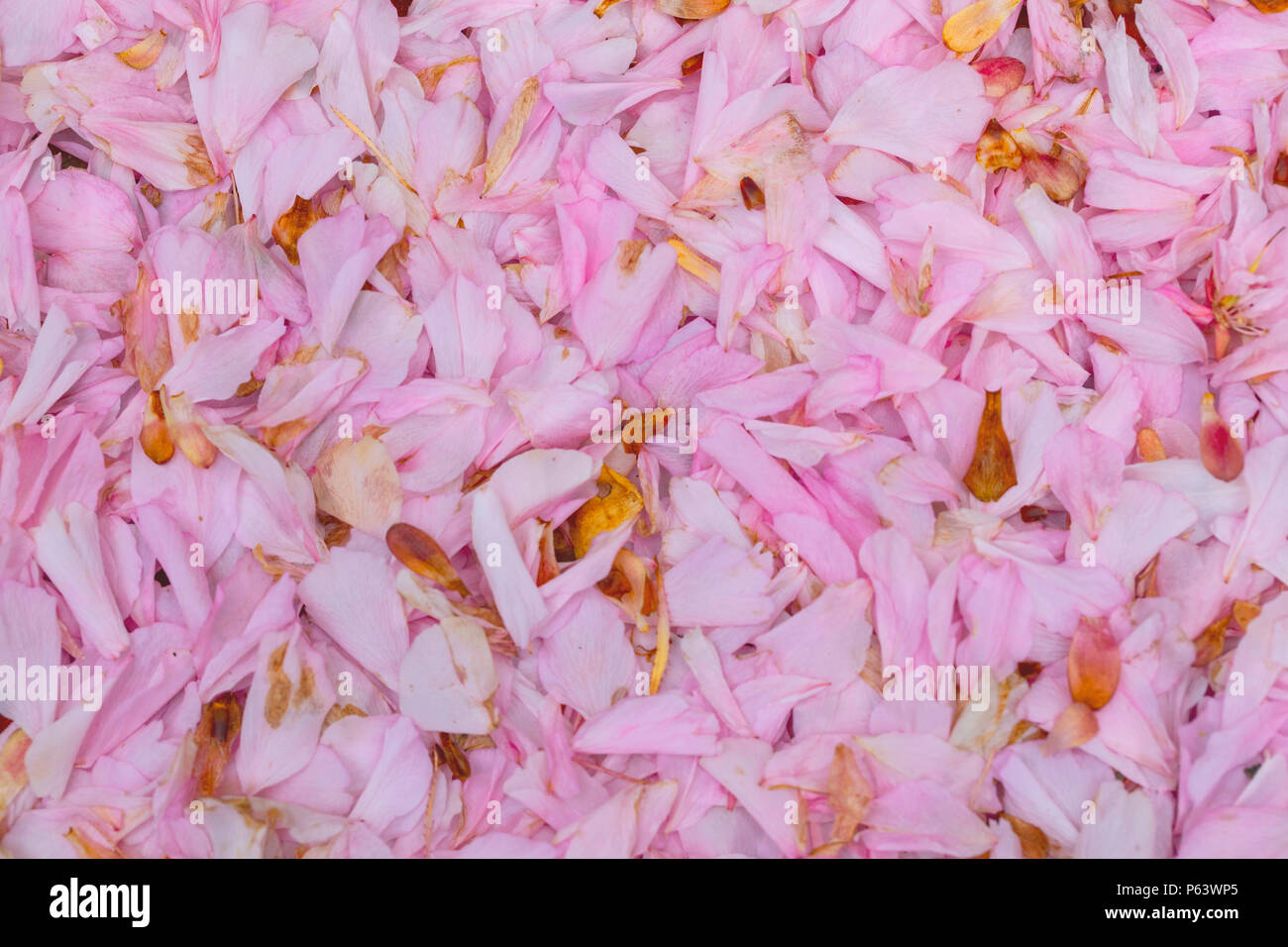Alfombra De Petalos De Flores De Cerezo Rosa Tumbado Bajo Un Cerezo Fotografia De Stock Alamy alamy