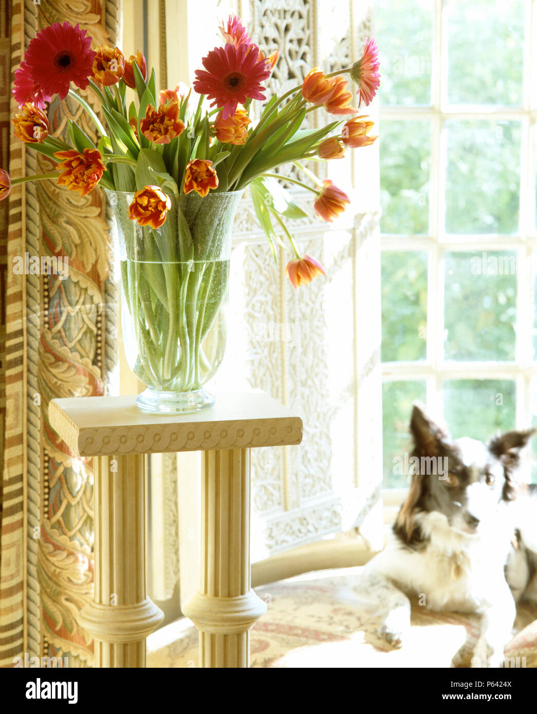 Perro Junto al jarrón de gerberas y tulipanes Foto de stock