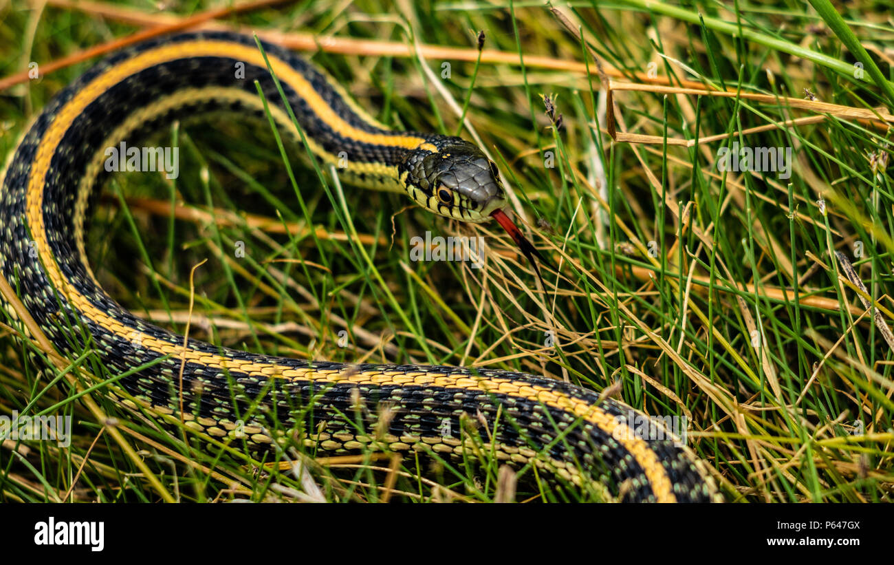 Los Llanos Orientales Garter Snake, Thamnophis radix, sentando la hierba con su lengua fuera de oler el aire con tres rayas naranja amarillo Colorado, EE.UU. Foto de stock