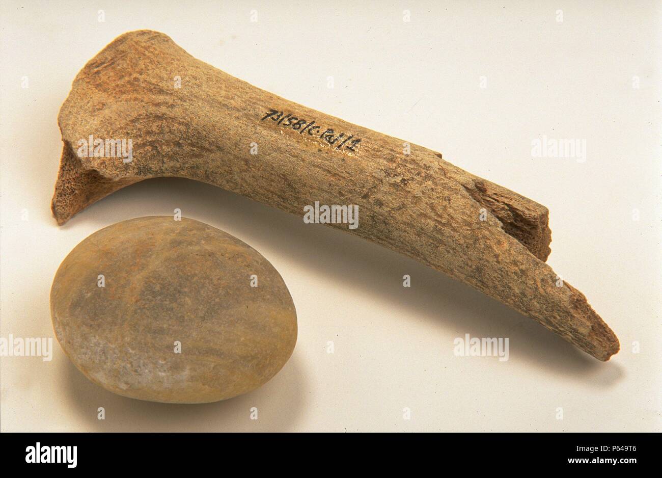 PERCUTOR PERCUTOR DE CUARCITA Y DE HUESO. PALEOLITICO INFERIOR. (Tu depósito: MUSEO ARQUEOLOGICO NACIONAL). Foto de stock