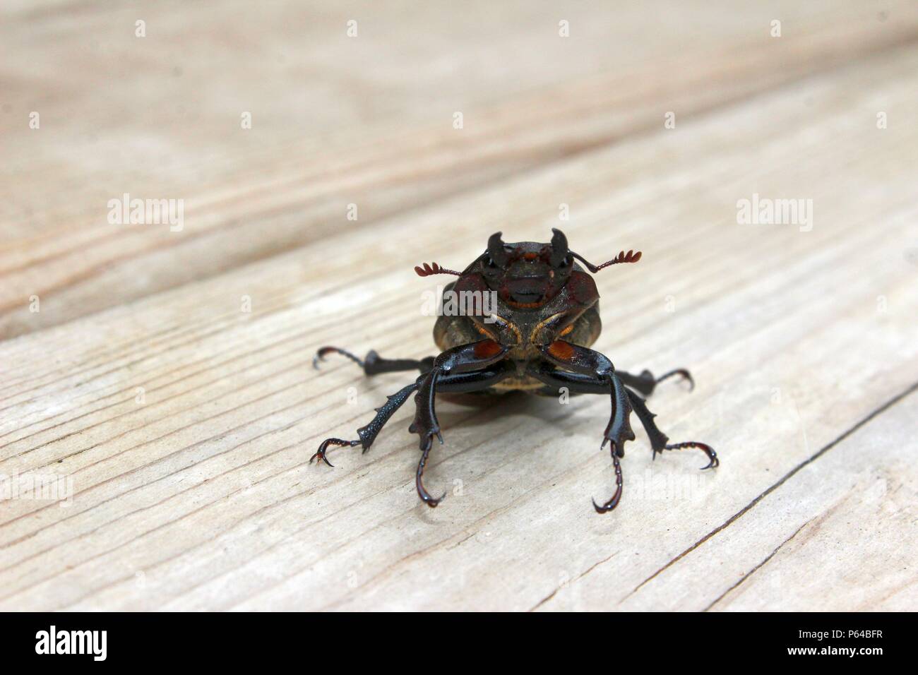 Una vista frontal de un Escarabajo Negro Levantándose Foto de stock