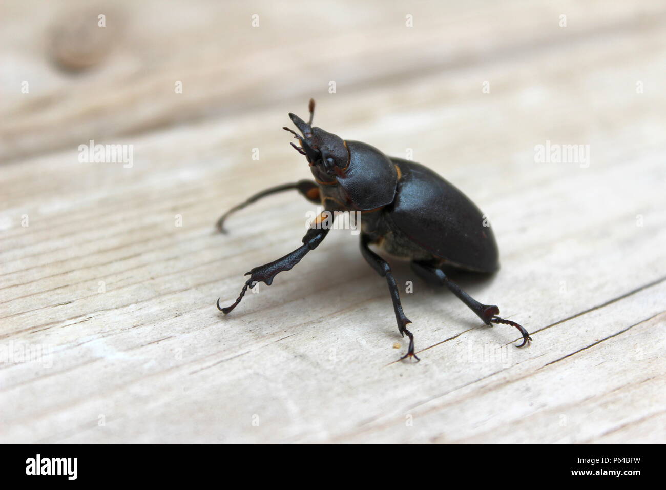 Vista lateral de un Escarabajo negro Foto de stock
