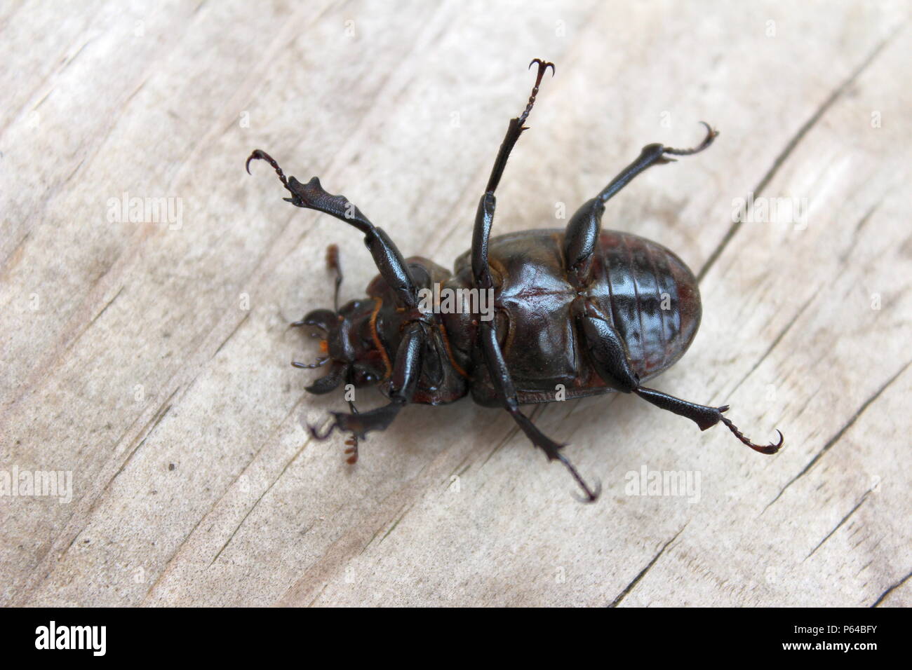 Escarabajo negro Echar hacia atrás Foto de stock