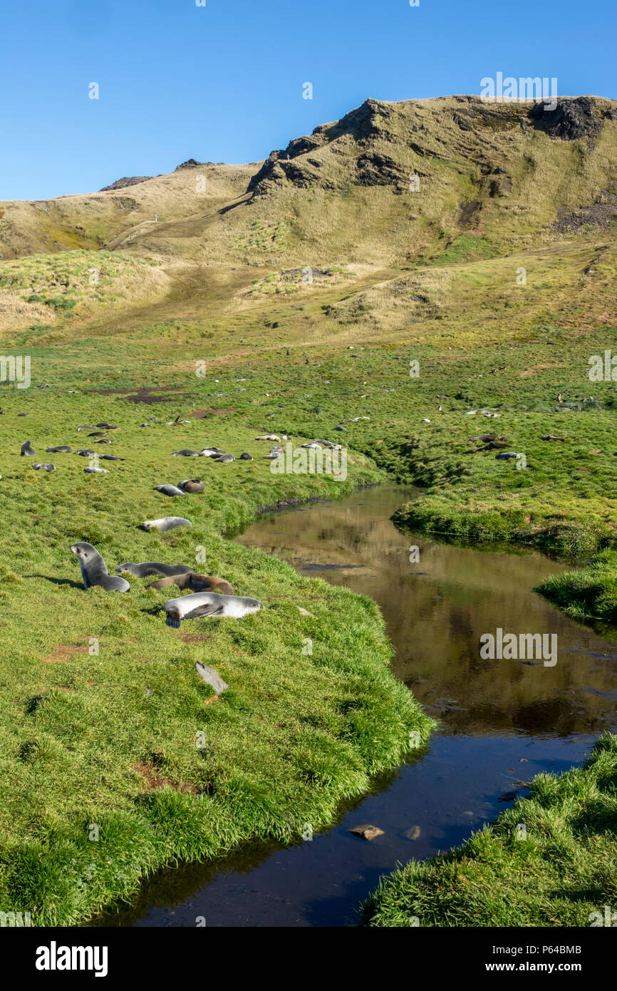 Crías de lobo fino antártico descansar cerca de un arroyo de agua fresca en Grytviken, Georgia del Sur Foto de stock