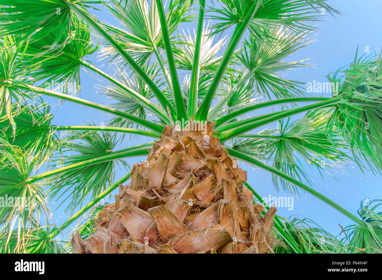 Palm Tree cerrar con el fondo del cielo Foto de stock