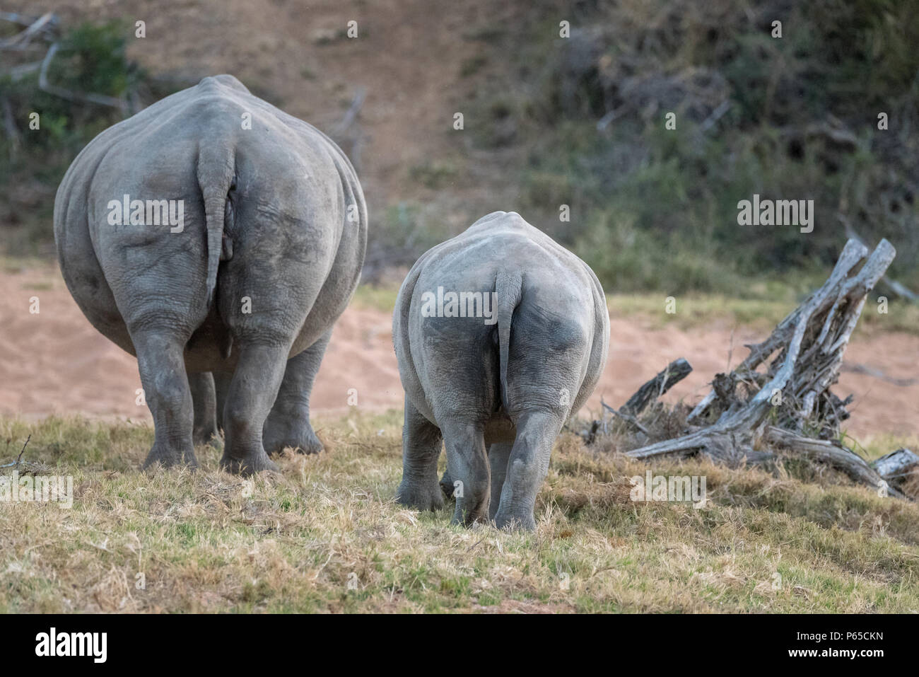 Par de Rinocerontes vista posterior, el pastoreo Foto de stock