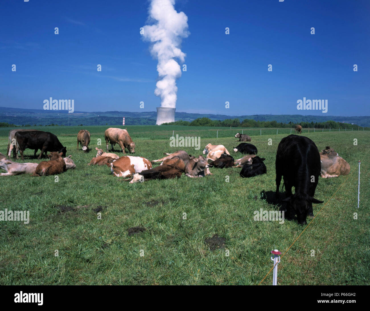 Cría de vaca y la torre de refrigeración de la planta de energía nuclear Leibstadt, Suiza Foto de stock