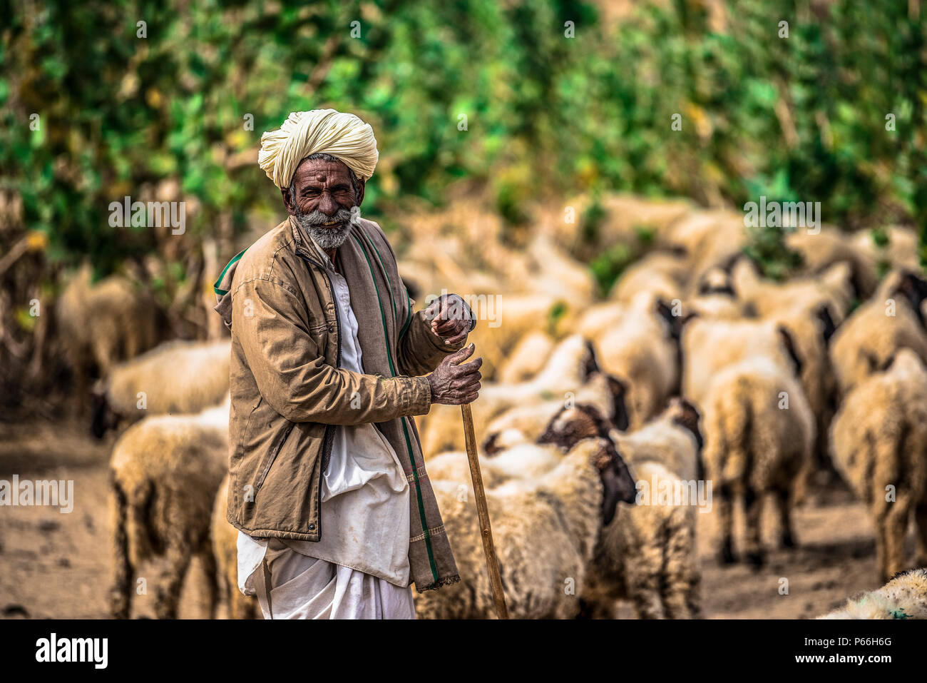 Desierto de Thar DE RAJASTHAN INDIA un pastor con su rebaño Foto de stock