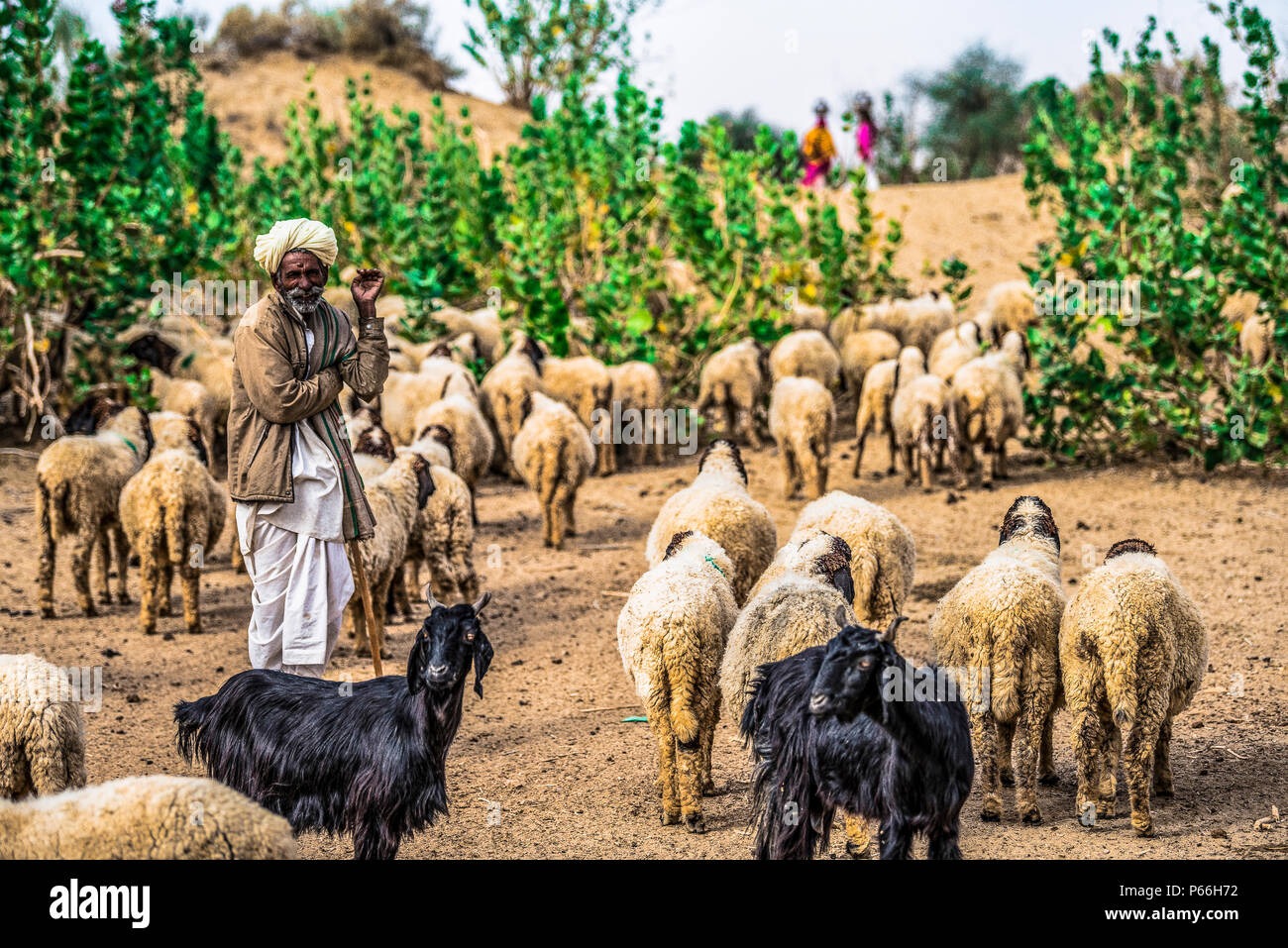 Desierto de Thar DE RAJASTHAN INDIA un pastor con su rebaño Foto de stock