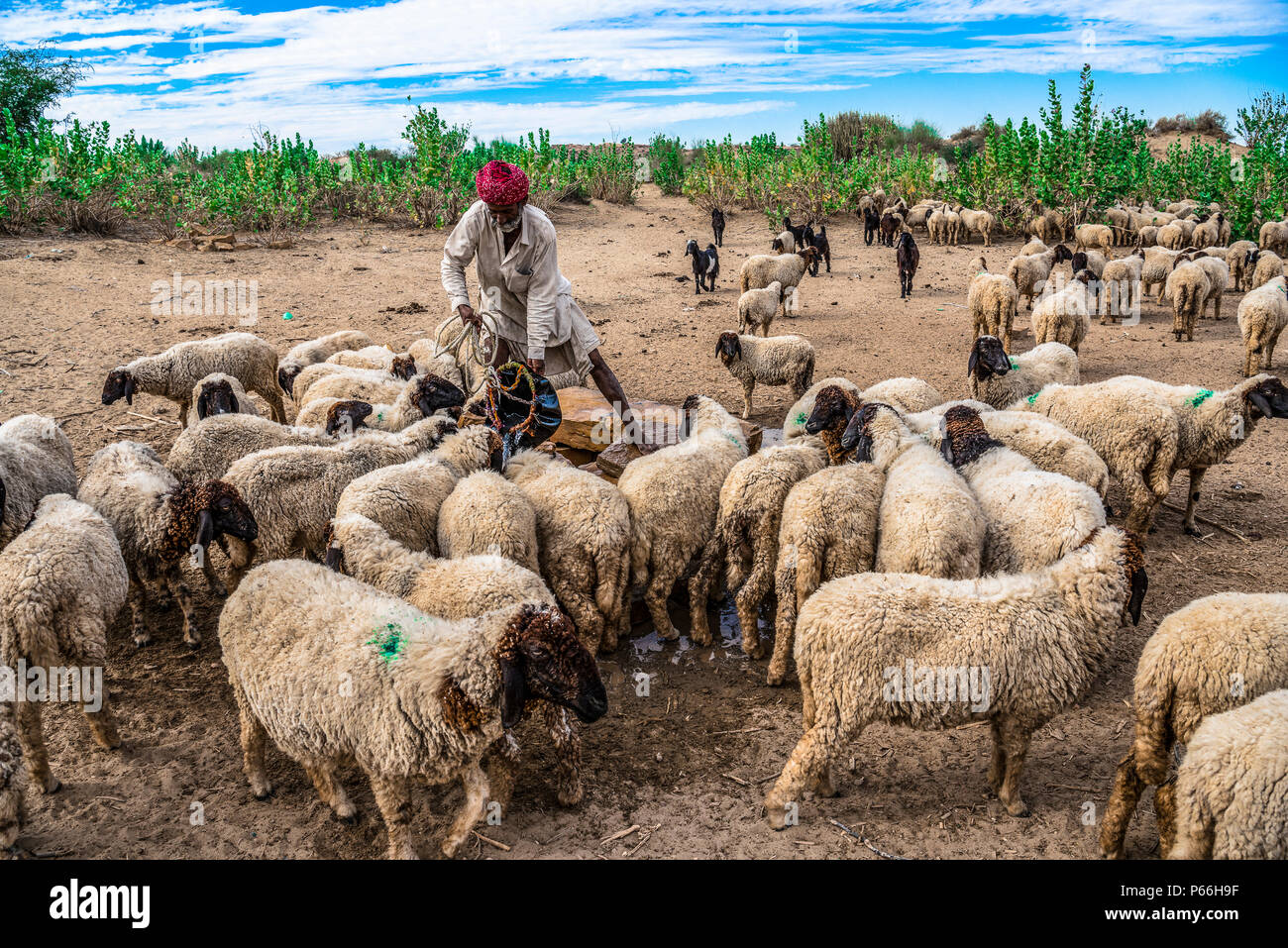 Desierto de Thar DE RAJASTHAN INDIA un pastor en un pozo con su rebaño Foto de stock