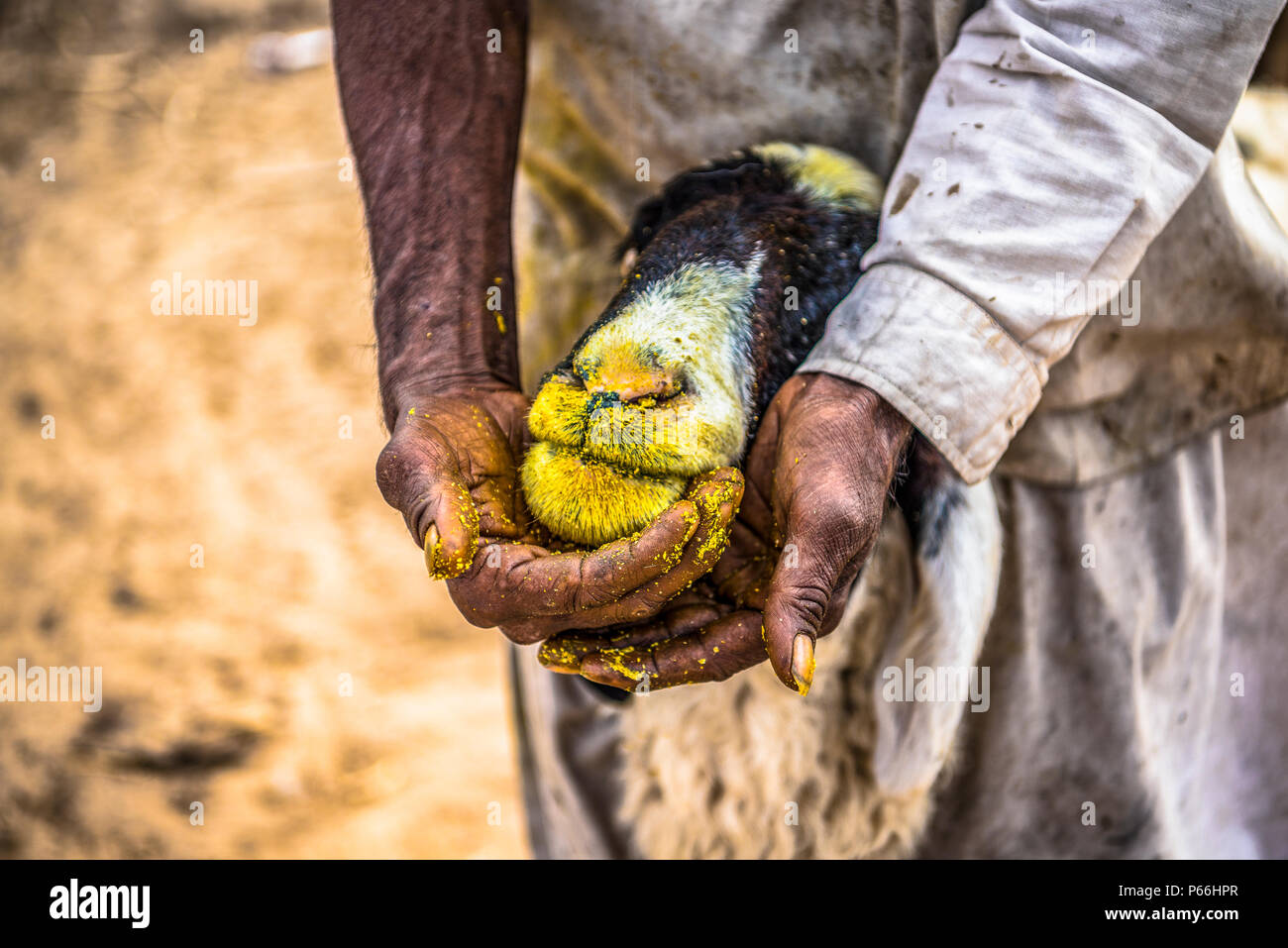 La India RAJASTHAN un pastor apacentar sus ovejas Foto de stock