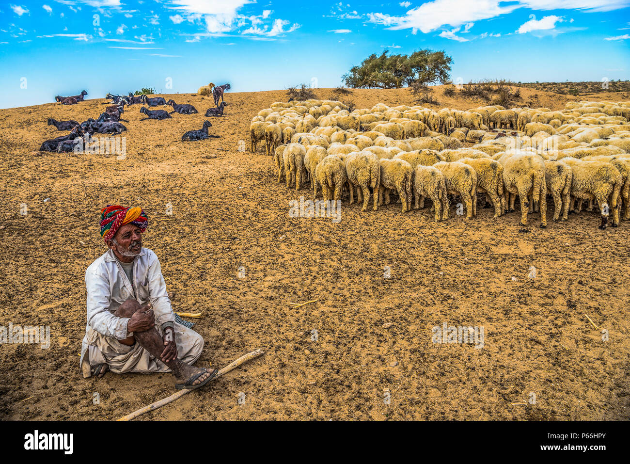 Desierto de Thar DE RAJASTHAN INDIA un pastor con su rebaño Foto de stock