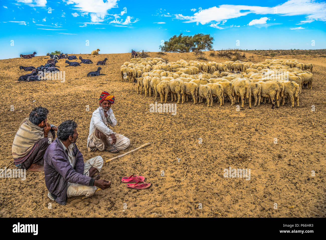 Desierto de Thar DE RAJASTHAN INDIA un pastor con su rebaño Foto de stock