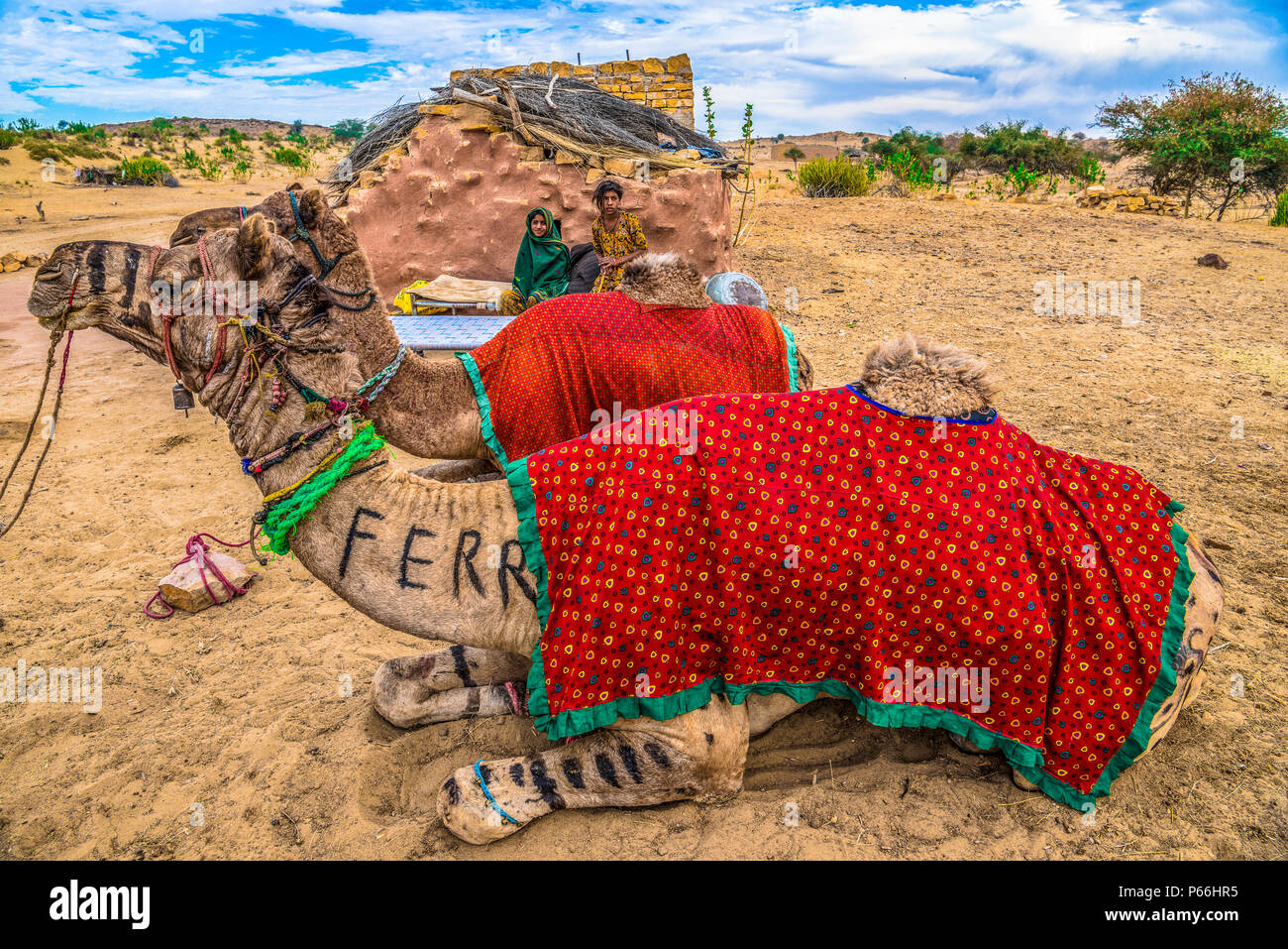 La India RAJASTHAN camellos en el desierto de Thar Foto de stock