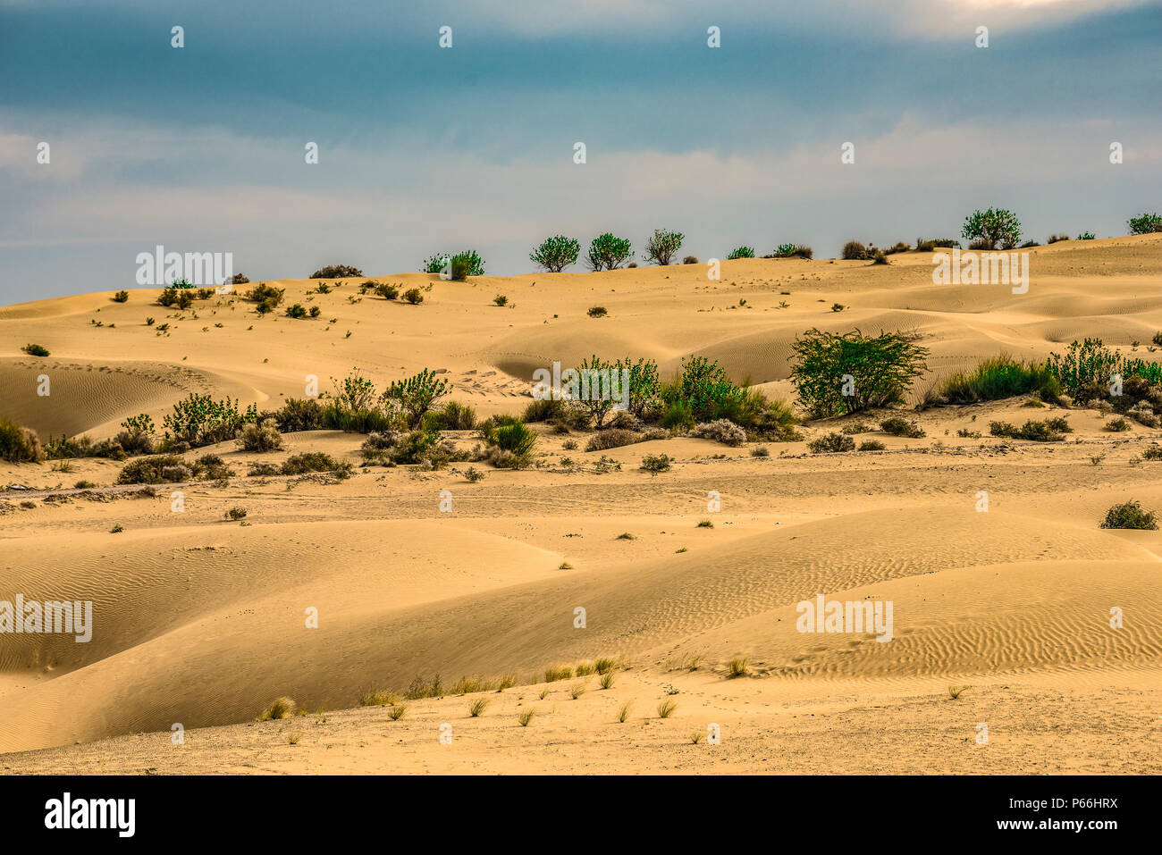 Desierto de Thar DE RAJASTHAN INDIA Foto de stock