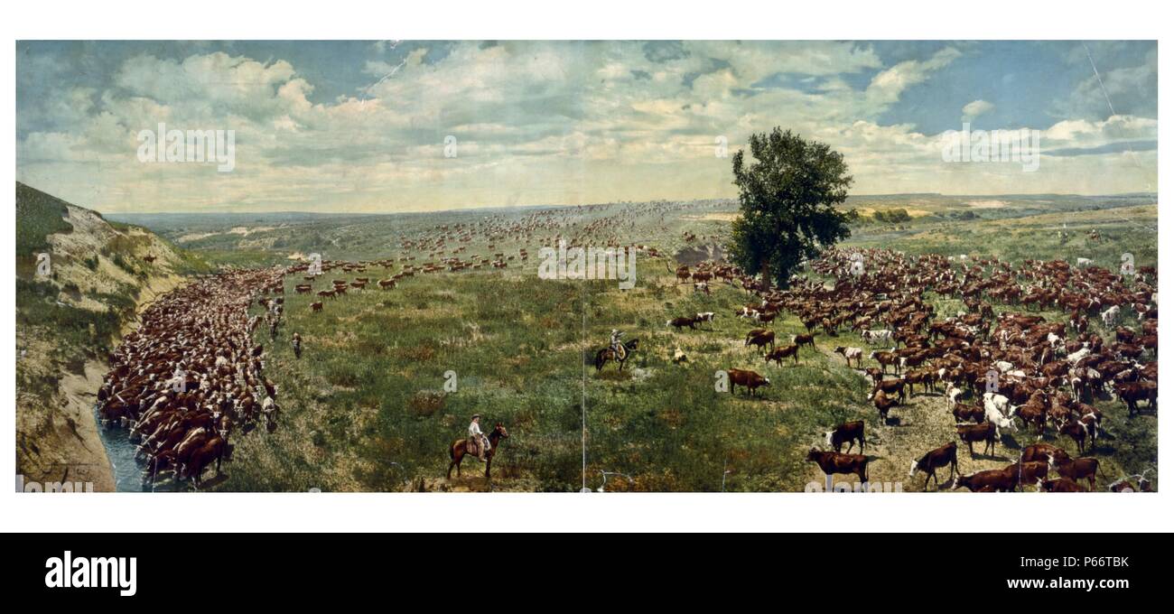 Redondeando un rebaño en un rancho de Texas 1912. Foto panoramica de vaqueros a caballo, redondeando el ganado. Ganado bebiendo de Arroyo a la izquierda. Foto de stock