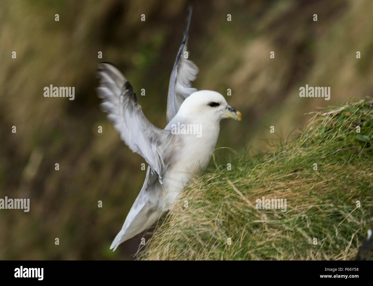 Fulmar norteño Foto de stock