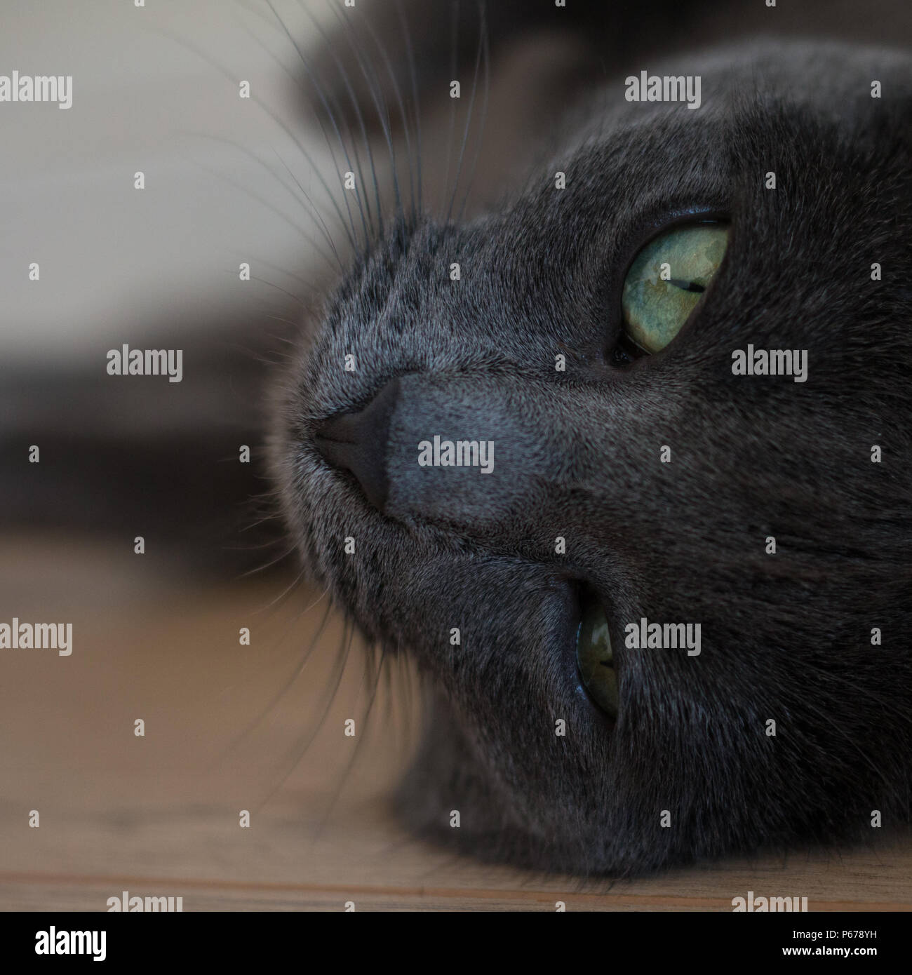 Retrato de un gato gris en el suelo Foto de stock