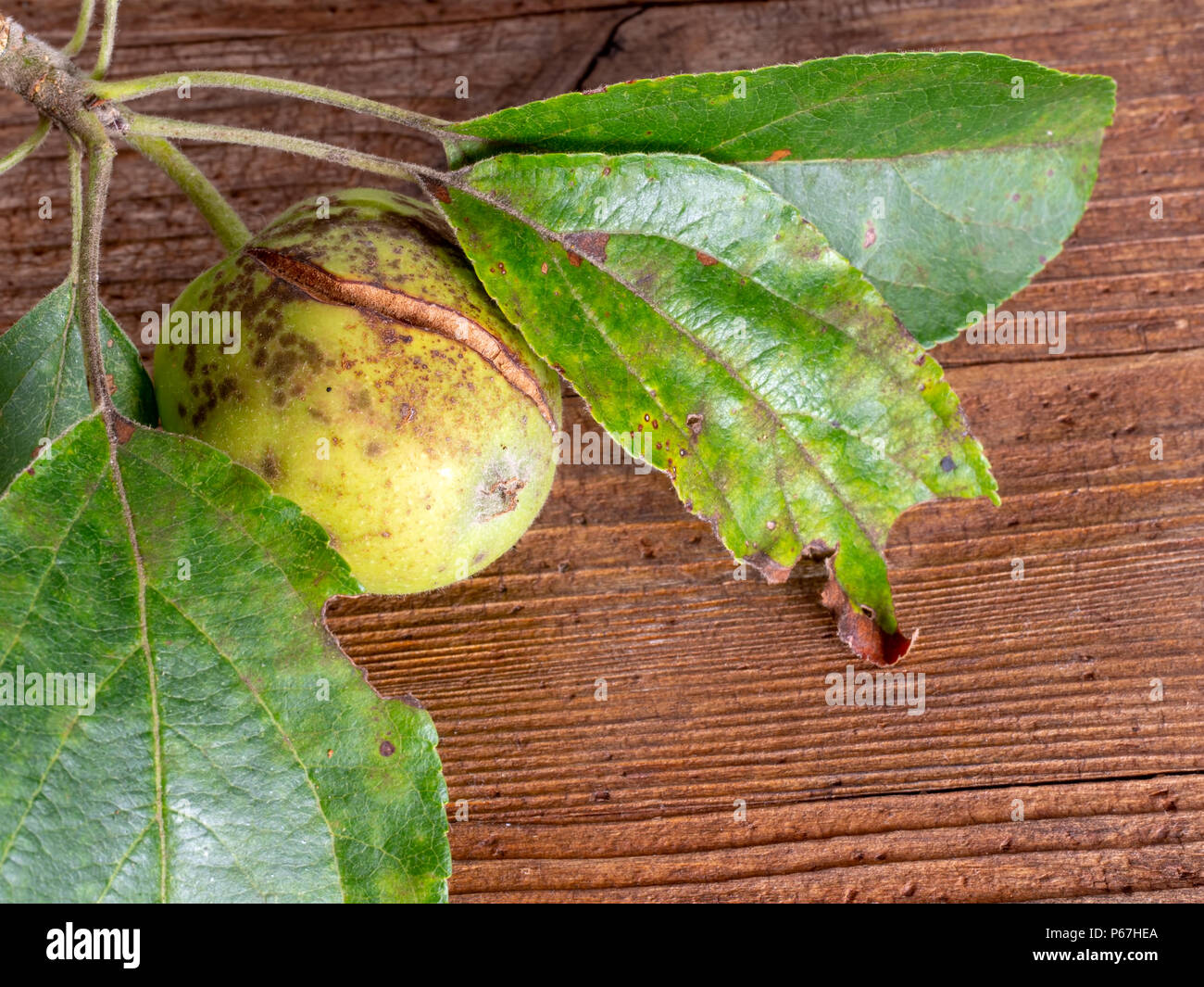 Gravemente enfermo Apple tree. Fruto marrón y split, manchas amarillas en las hojas. La costra. Foto de stock