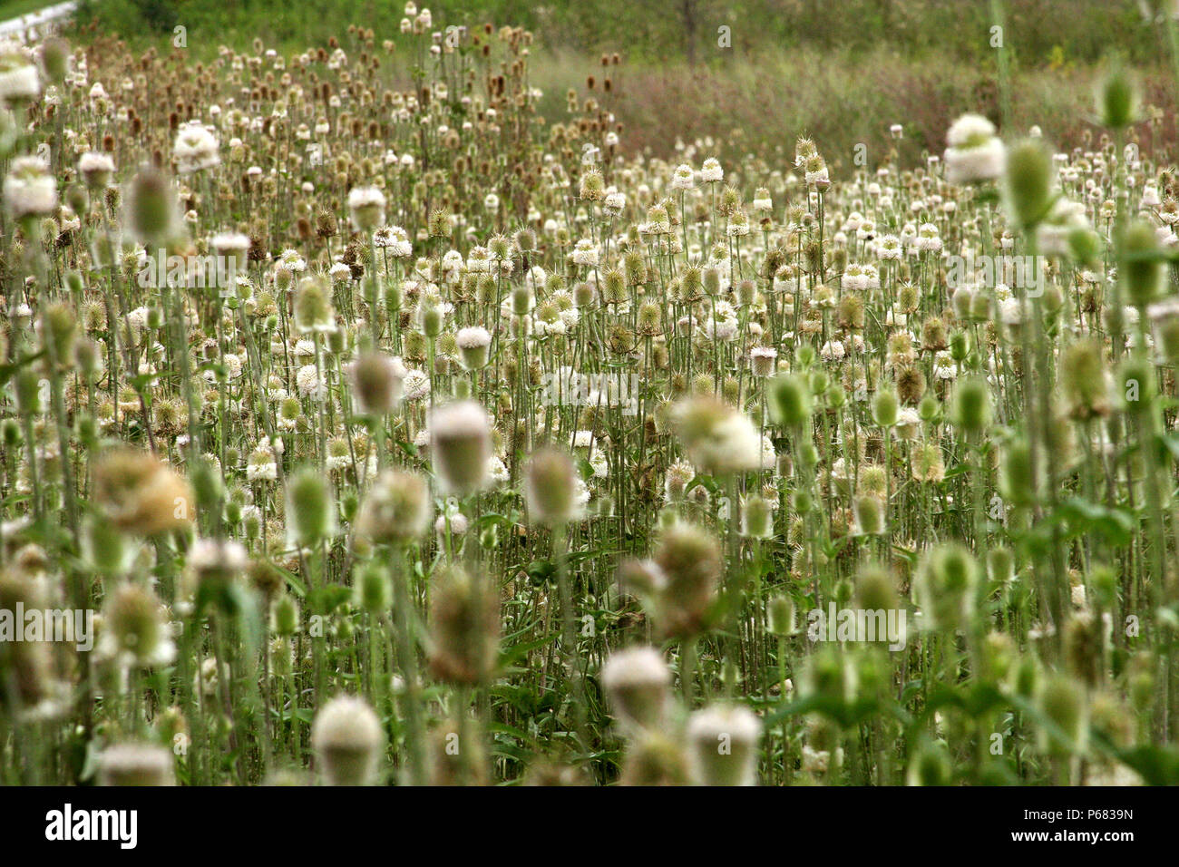 Teasel en campo (Dispacus Laciniatus) Foto de stock