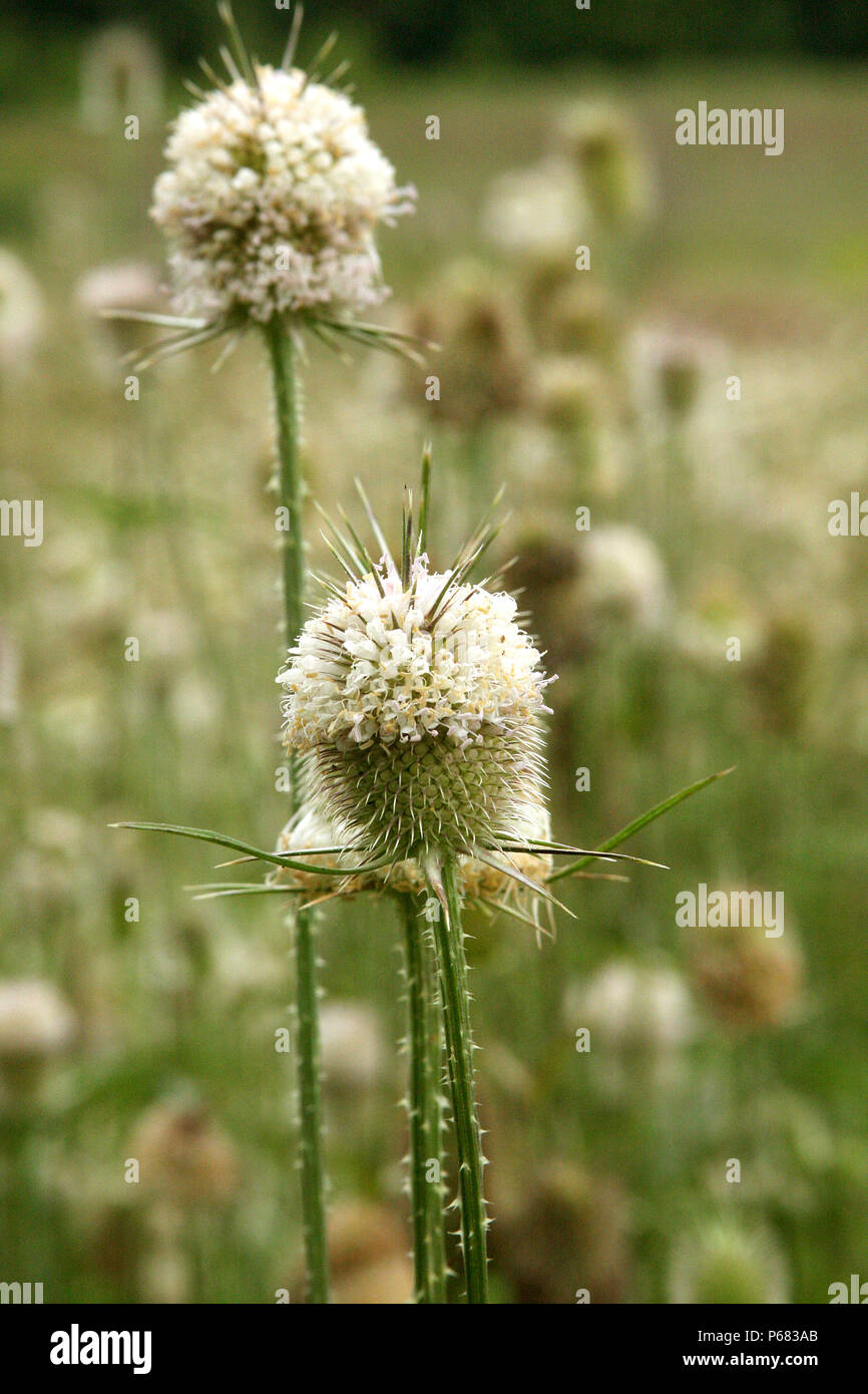 Teasel en campo (Dispacus Laciniatus) Foto de stock