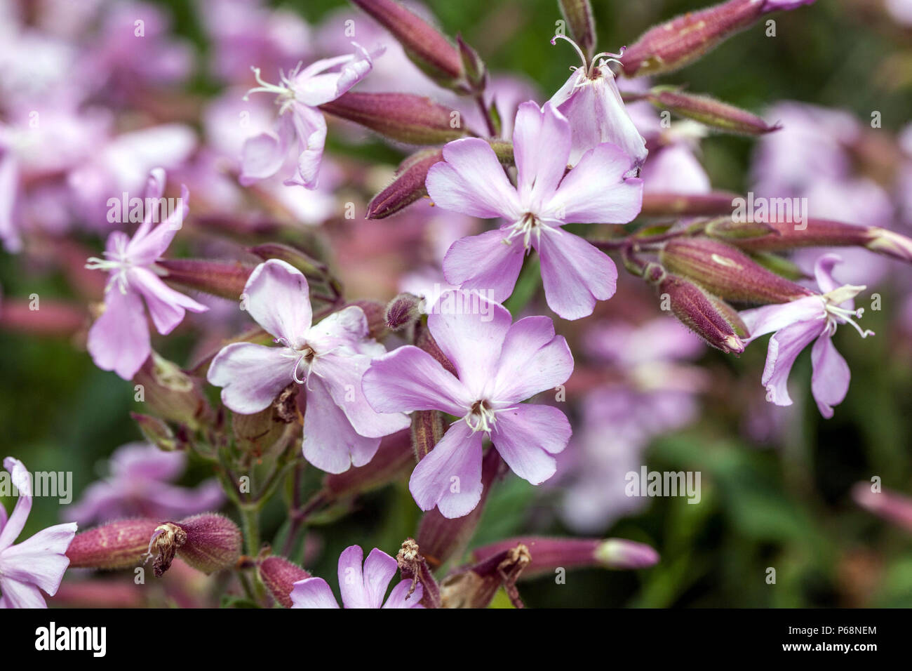 Saponaria 'Max Frei' Soapwort flor Foto de stock