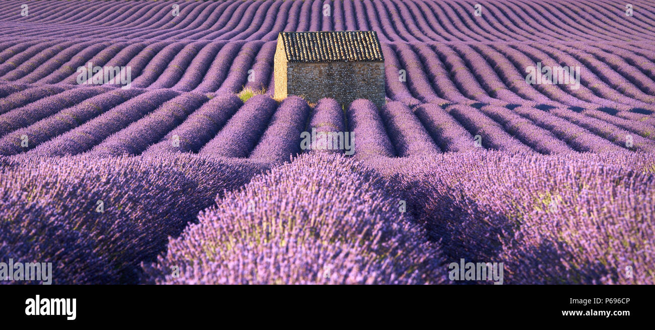 Vista panorámica de los campos de lavanda en Valensole con casa de piedra en verano. Alpes de Haute Provence, Francia Foto de stock