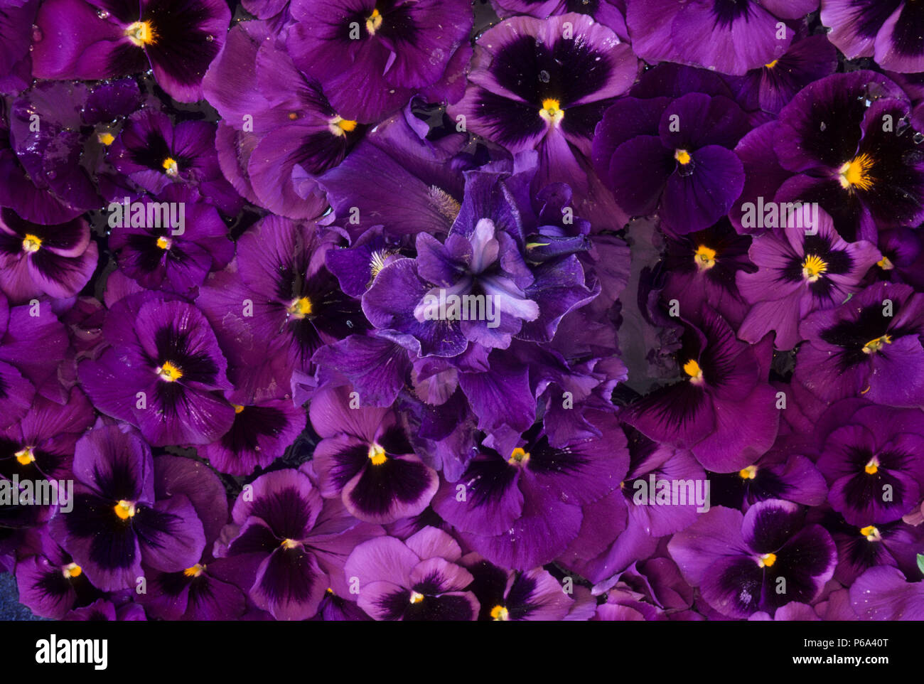Pansy/iris Iris Schreiners petal pantalla, Jardines, Marion County, Oregón Foto de stock