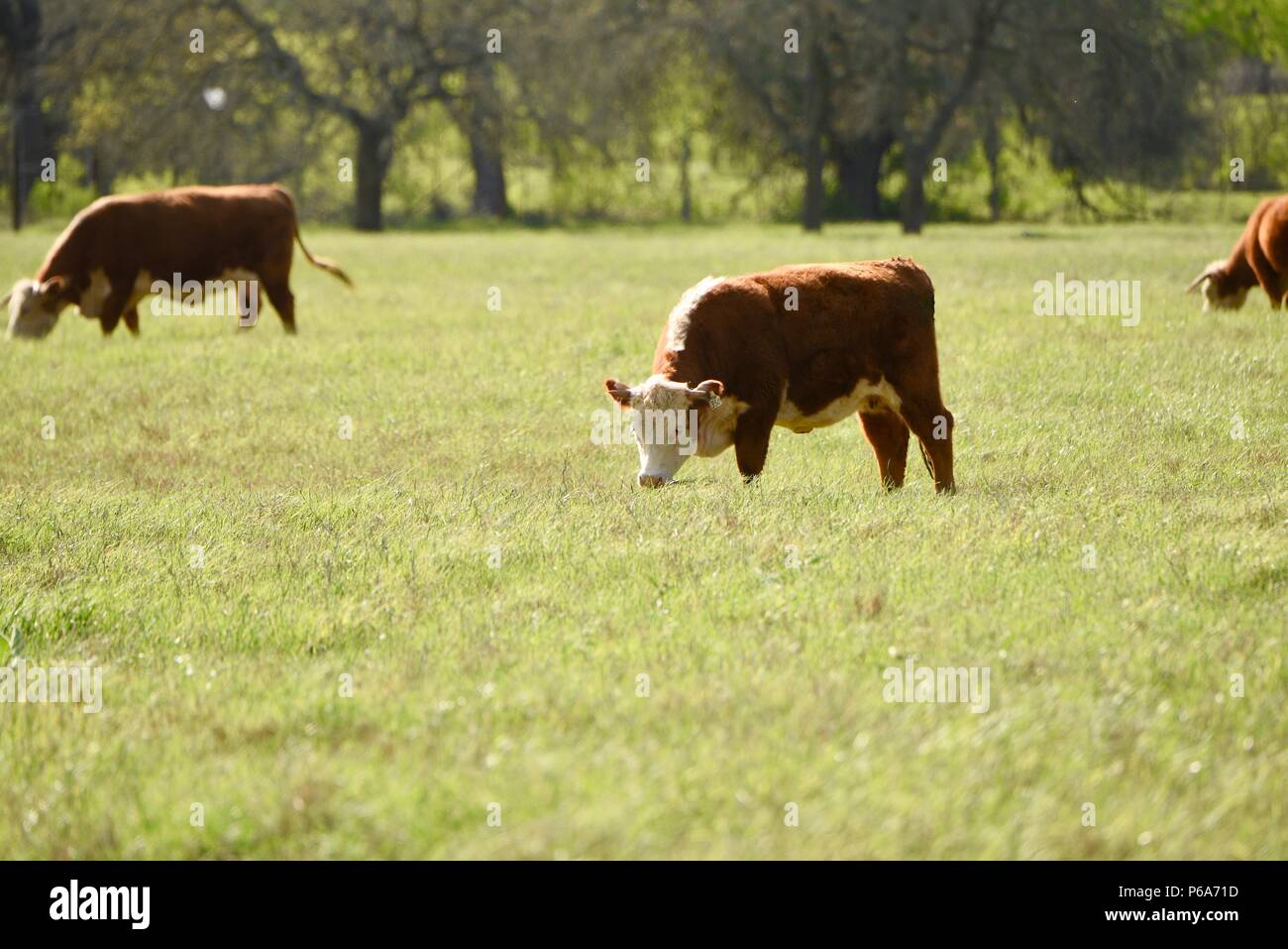 Vaca Hereford descendió Johnson's registrados de la manada de ganado Hereford, Lyndon B. Johnson National Historical Park, Texas, EE.UU. Foto de stock