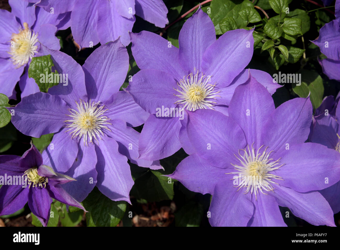 Cerca de Clematis flor Foto de stock