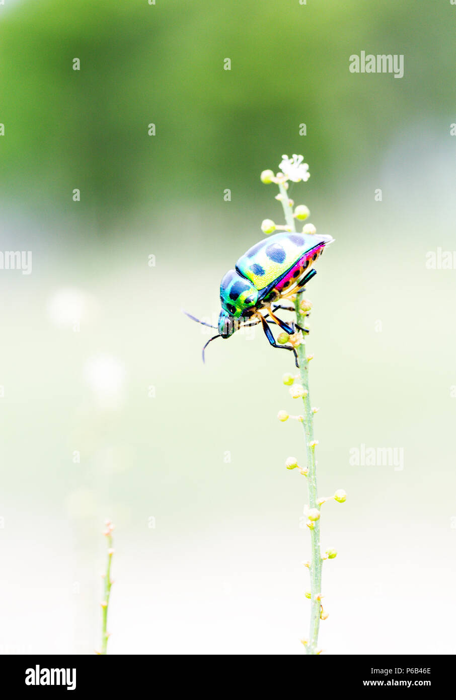 Chrysocoris stollii, joya de los escarabajos, blindaje metálico bug Foto de stock