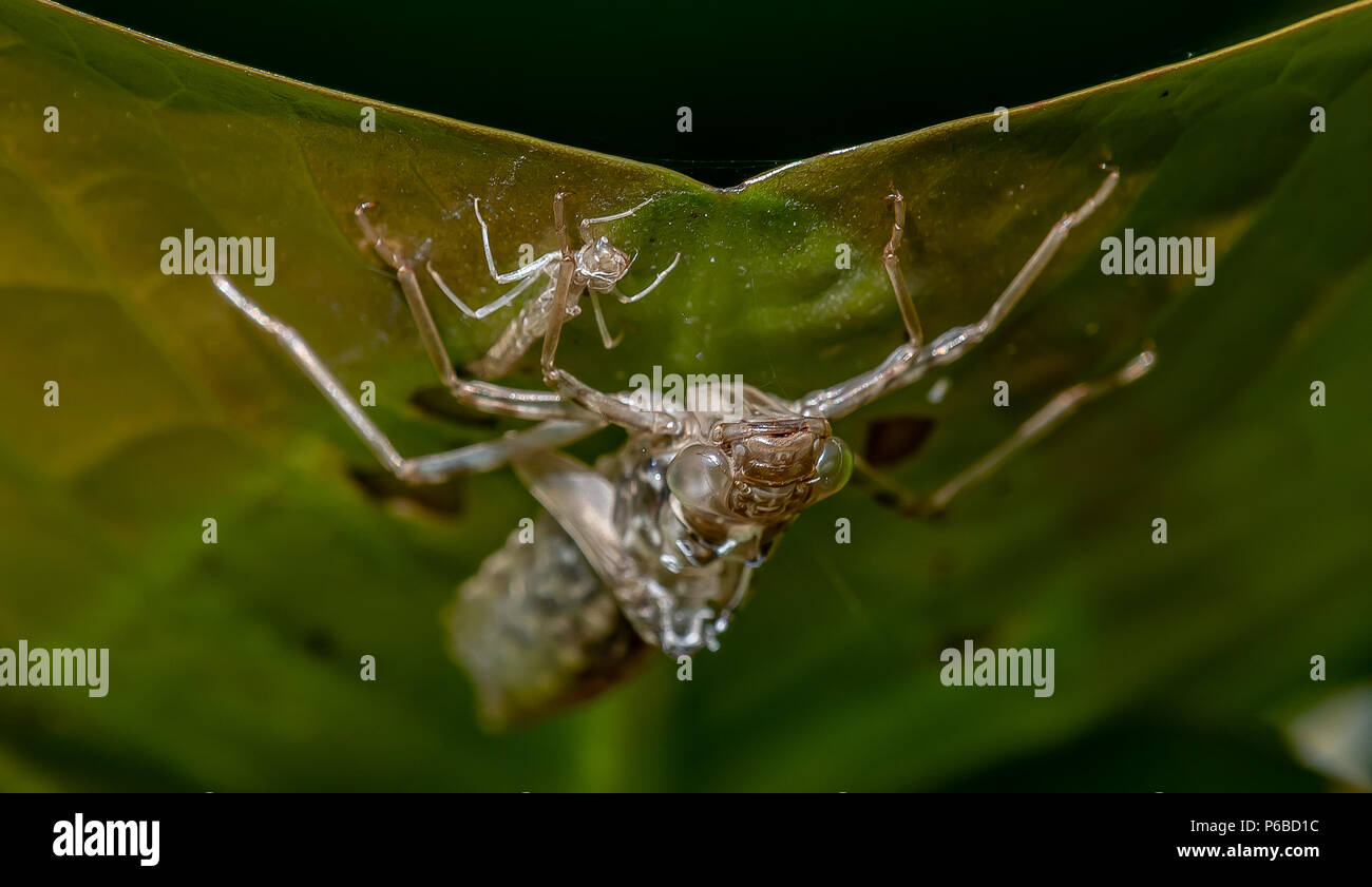 Una libélula 'exuvia' (piel larval) cuelga bajo un lirio hoja tras la finalización de la metamorfosis de ninfa a adulto. Foto de stock
