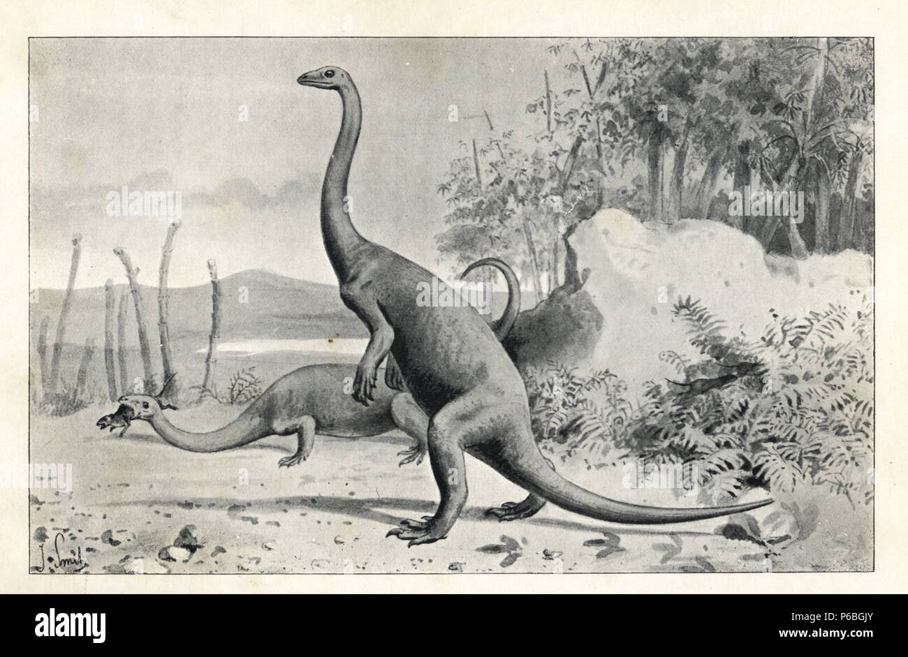 Anchisaurus polyzelus, conocidas más antiguas de América del Norte, de dinosaurios del Jurásico Temprano. Ilustración por J. Smit, de H. N. Hutchinson's Anchisaurus polyzelus, conocidas más antiguas de América del Norte, de dinosaurios del Jurásico Temprano. Ilustración por J. Smit, de H. N. Hutchinson's