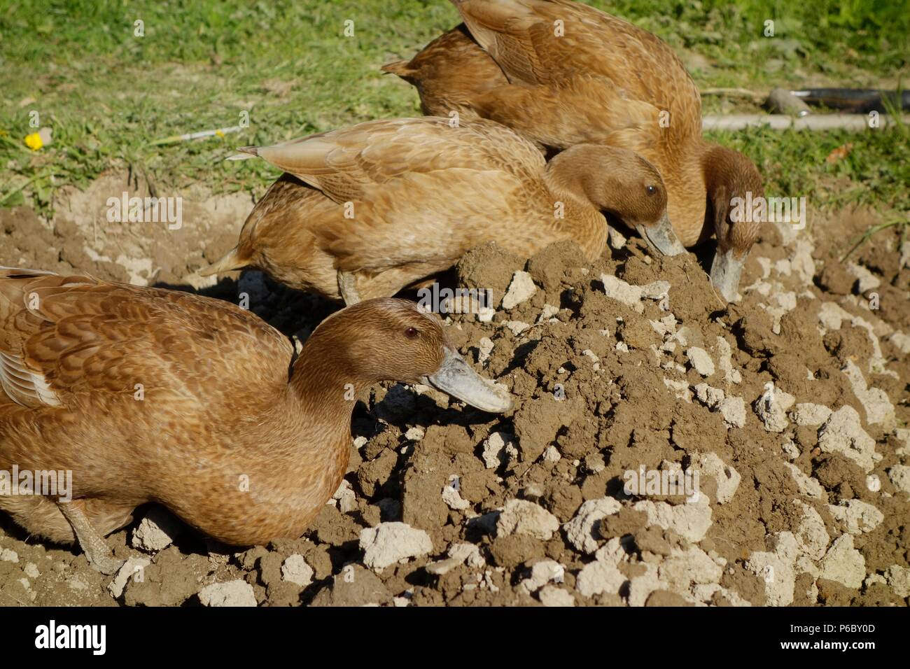 Kaki Campbell patos buscar alimento en la tierra del jardín, biológicas slug control, Wales, REINO UNIDO Foto de stock