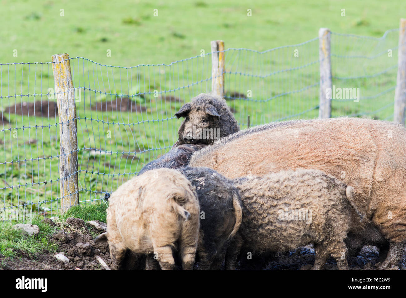 Cria de cerdos para cerdo fotografías e imágenes de alta resolución - Alamy