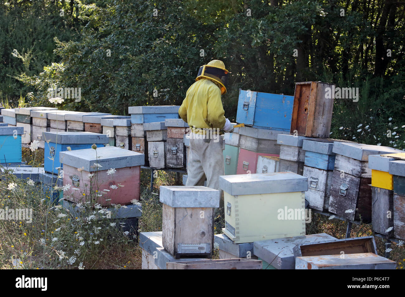 Castel Girogio, Italia, apicultor profesional trabajando en una colmena Foto de stock