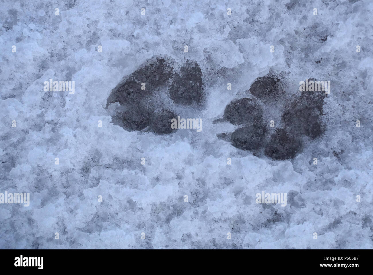Ahlbeck, Alemania, las huellas de un perro en la nieve. Foto de stock