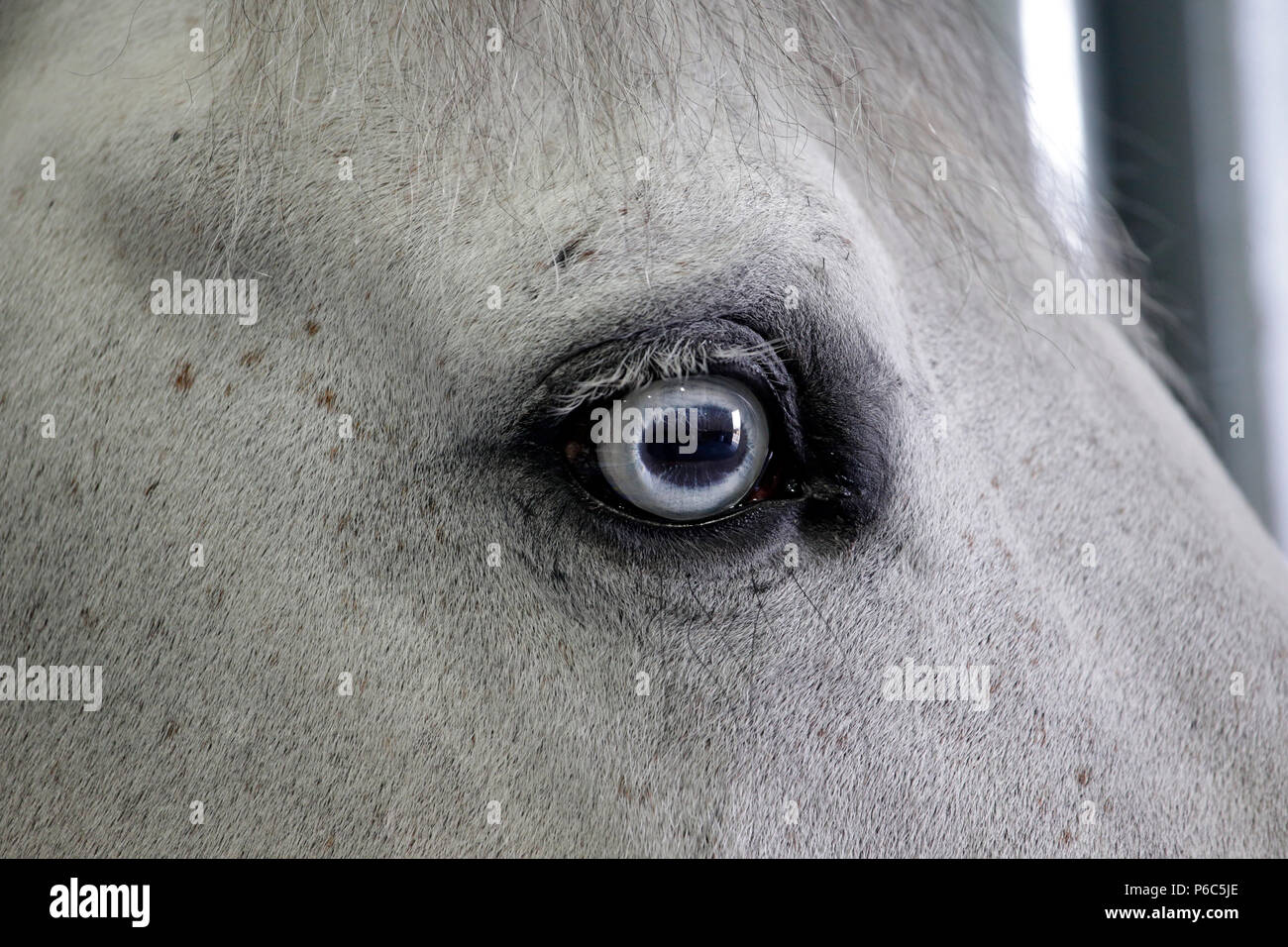 Doha, área de ojo de   un caballo Foto de stock