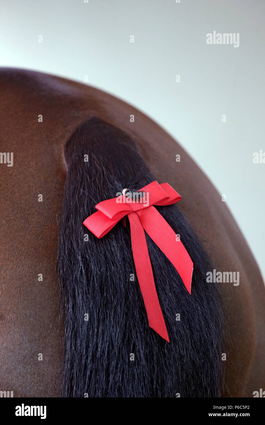 Doha, lazo rojo en la cola de un caballo Foto de stock