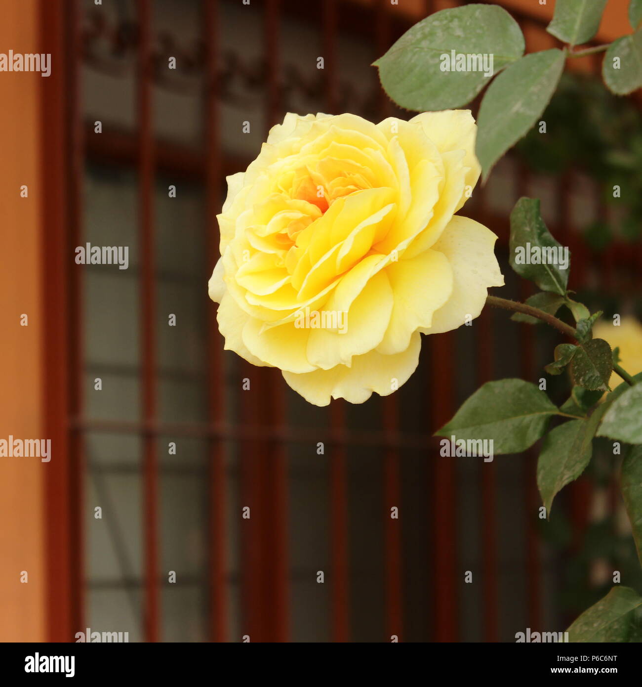 Hojas amarillas de gardenia fotografías e imágenes de alta resolución -  Alamy