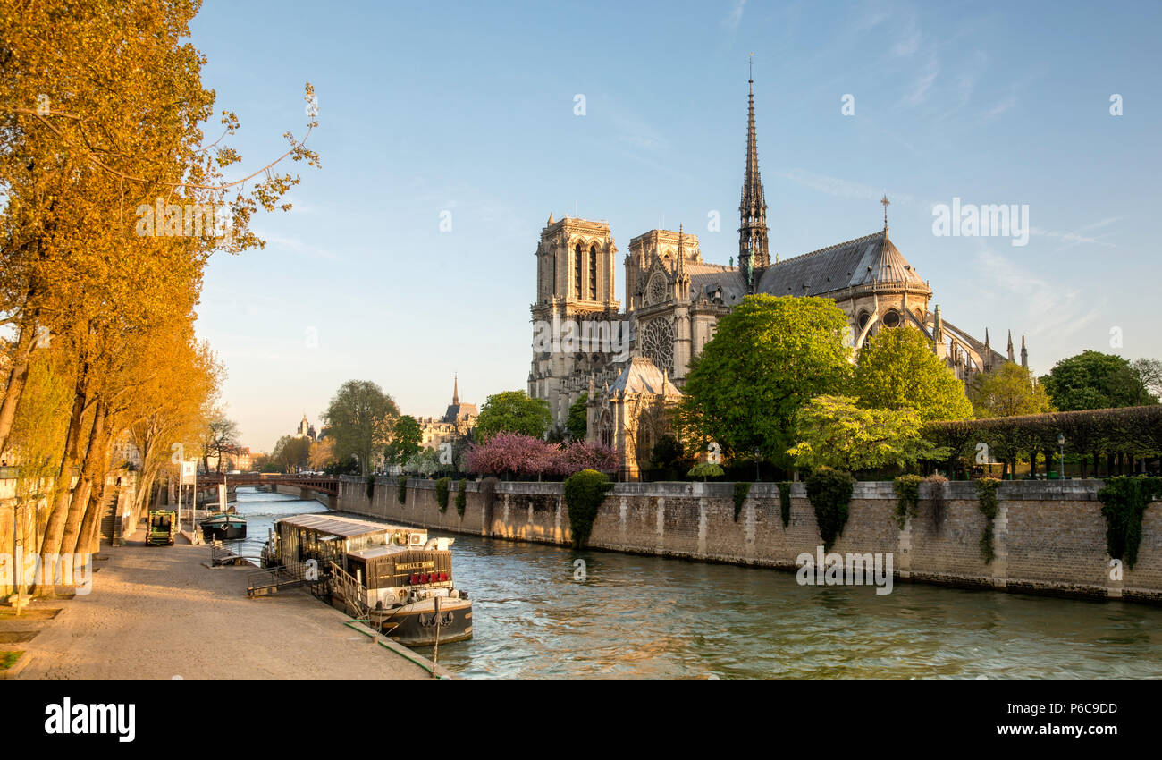 Por la mañana la vista de la catedral de Notre Dame, París, Francia, durante la primavera con los cerezos en flor y el río Sena, en primer plano. Foto de stock
