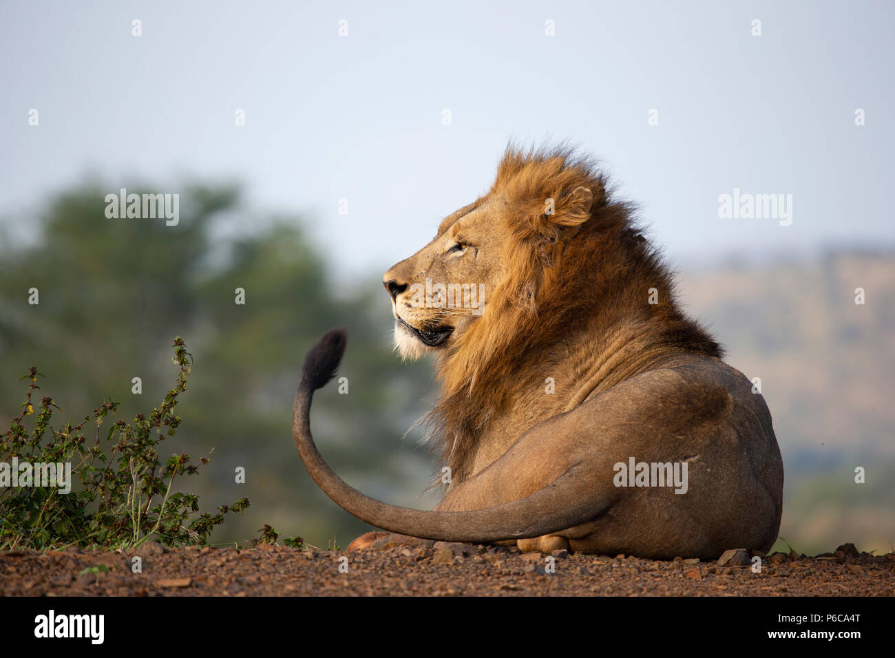 Cola de león fotografías e imágenes de alta resolución - Alamy