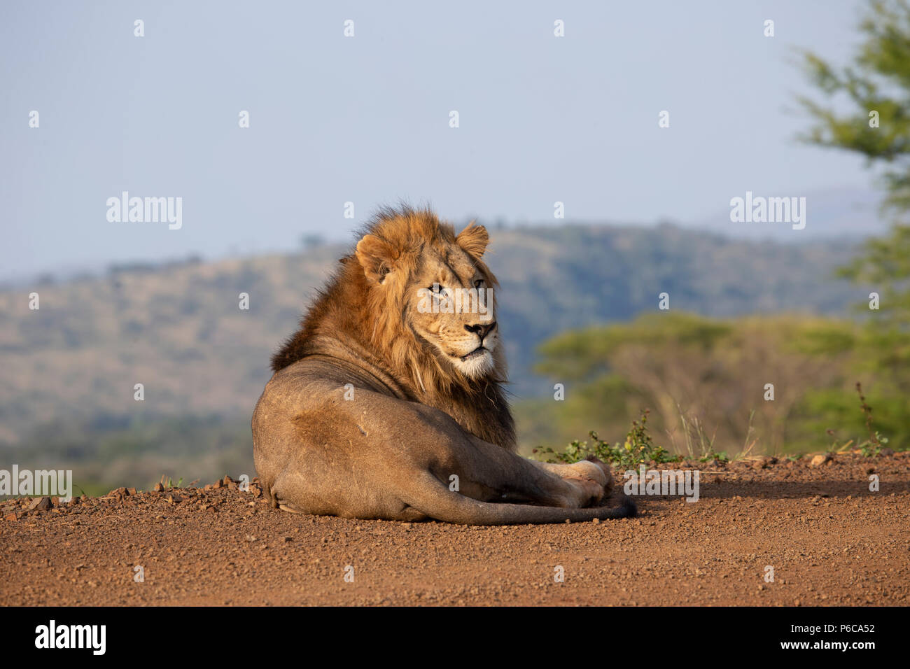 Panthera leo el león macho descansando en el sol temprano en Zimanga Private Game Reserve, Sudáfrica Foto de stock