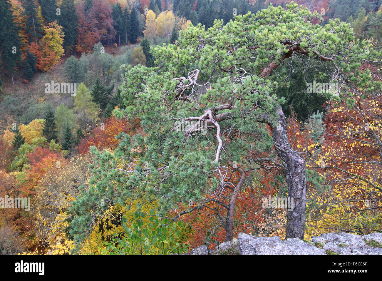 Los pinos enanos por encima del bosque en el otoño Czech-Saxon Suiza Foto de stock